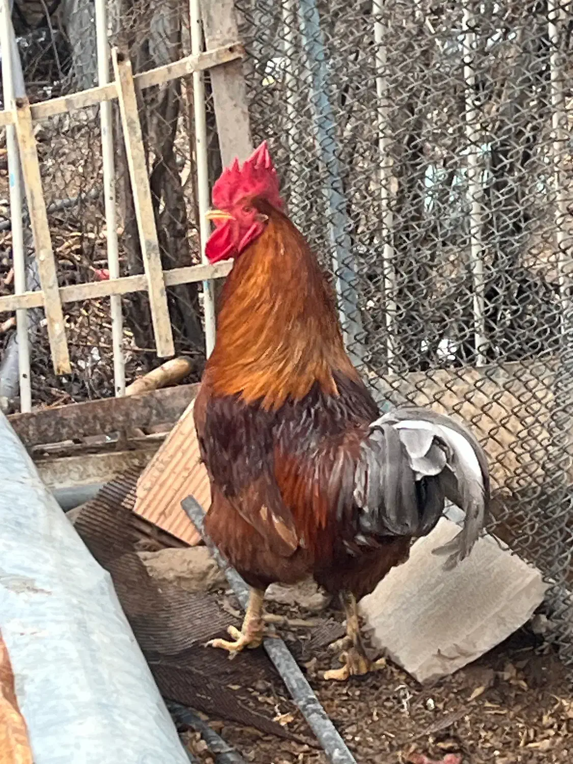 خروس محلی|حیوانات مزرعه|هشتگرد, هیو|دیوار