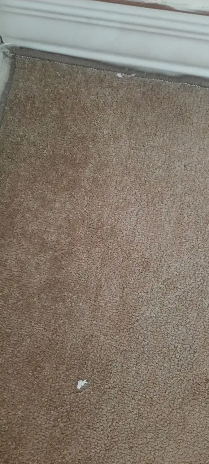 پالاز موکت|موکت|باغستان, |دیوار