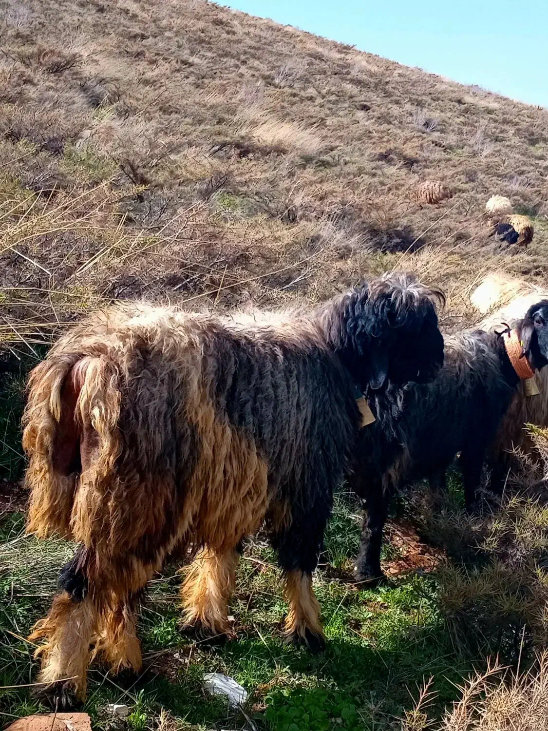 قوچ|حیوانات مزرعه|بابا حیدر, |دیوار