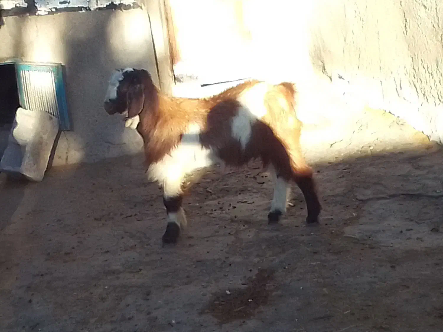 بزغاله نر اصل پاکستانی دوقلو|حیوانات مزرعه|تیکمه داش, |دیوار