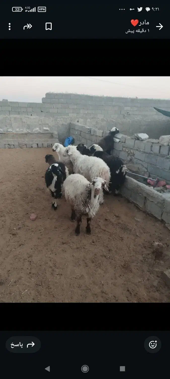 فروش بره|حیوانات مزرعه|زرقان, |دیوار