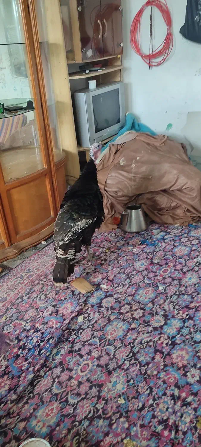 بوغلمون محلی و ماشینی زیر قیمت|حیوانات مزرعه|آستانه اشرفیه, |دیوار