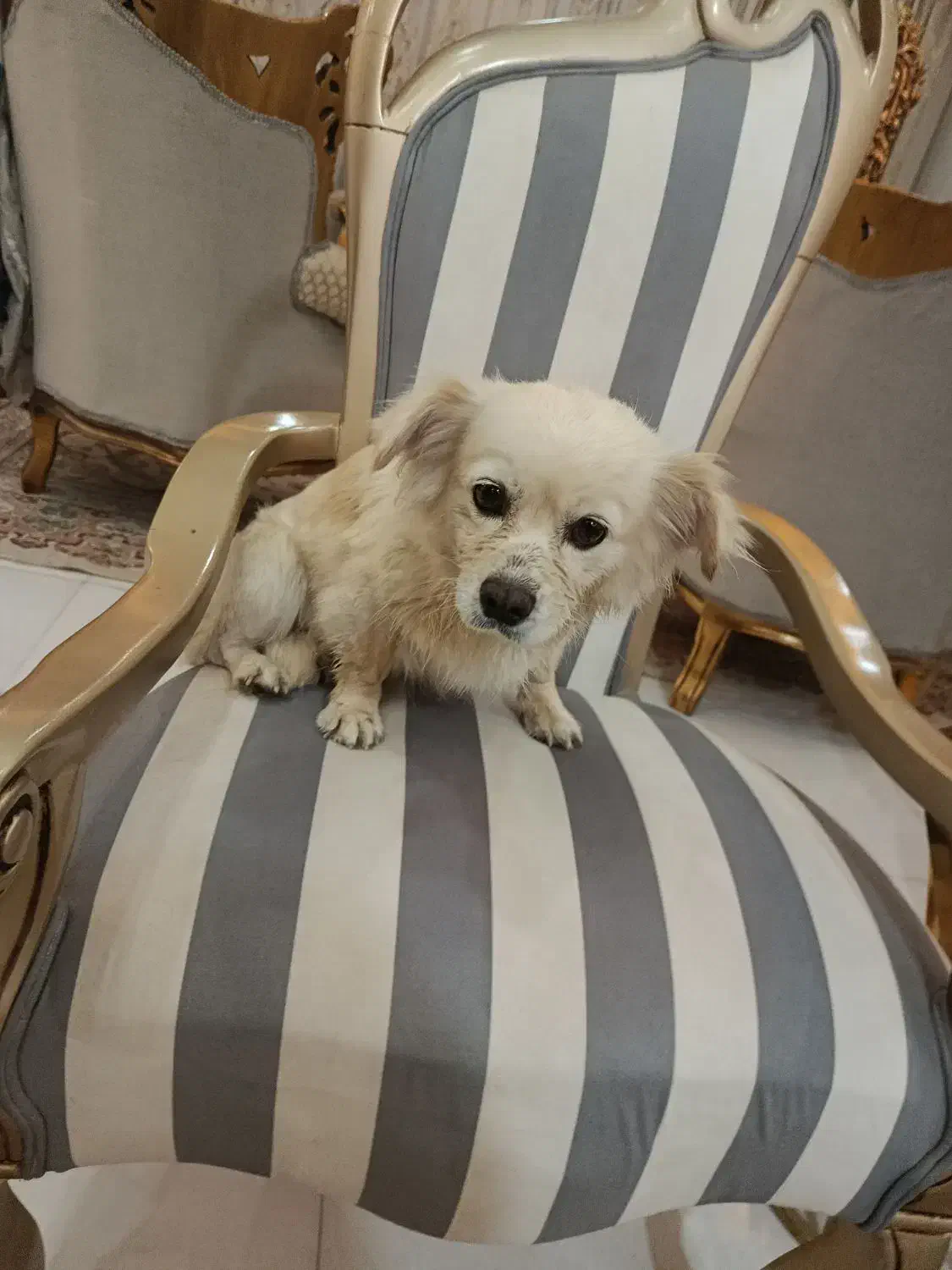 سگ اشپیتز|سگ|فردیس, فردیس|دیوار