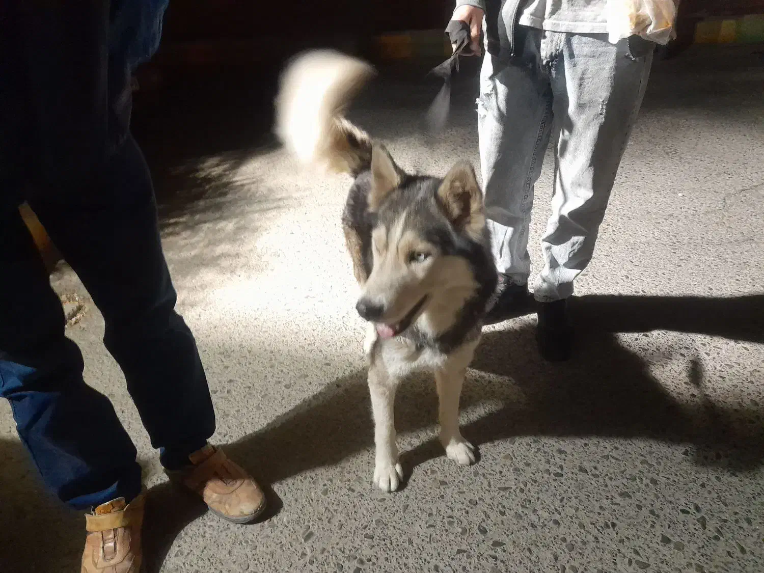 هاسگی|حیوانات|فردیس, شهرک ناز|دیوار