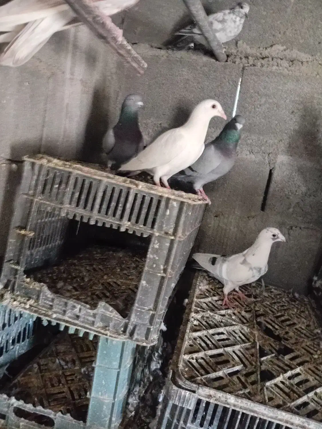 پلاکی|پرنده|کهنوج, |دیوار