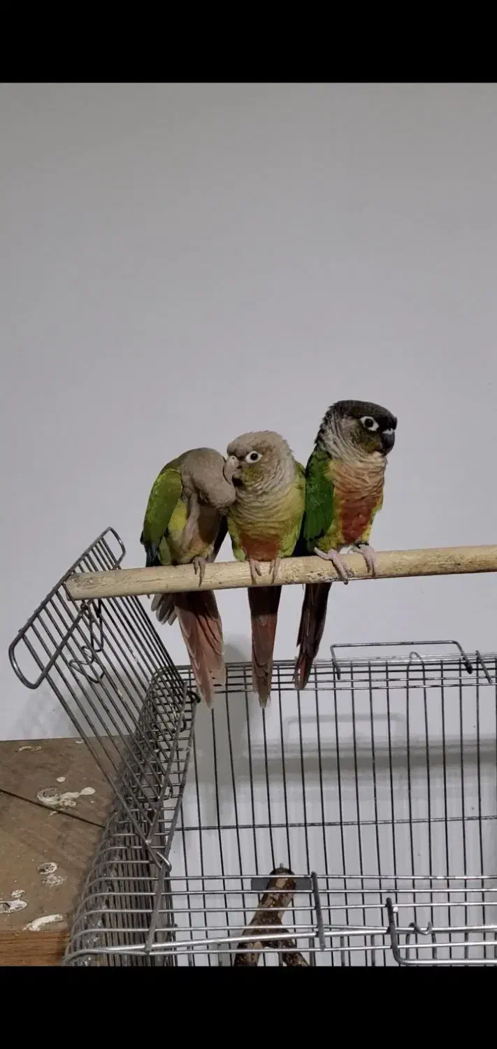 گیرینچیک مولد|پرنده|تهران, آذری|دیوار