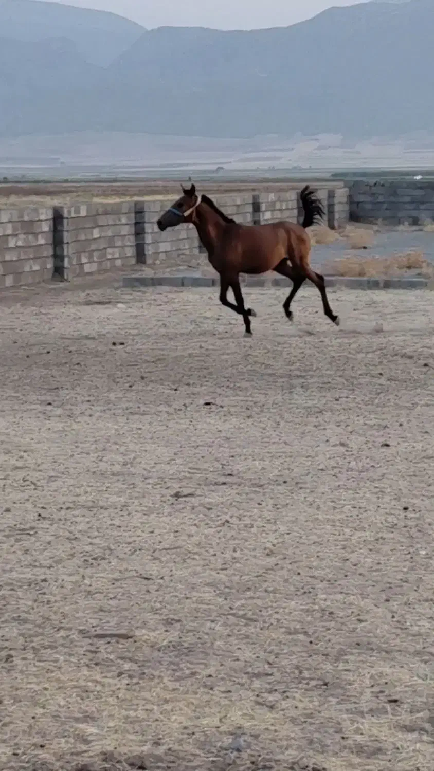 کره اسب|اسب و تجهیزات اسب‌سواری|اسلام آباد, |دیوار