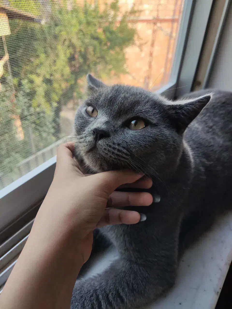 گربه|گربه|خرمشهر, |دیوار