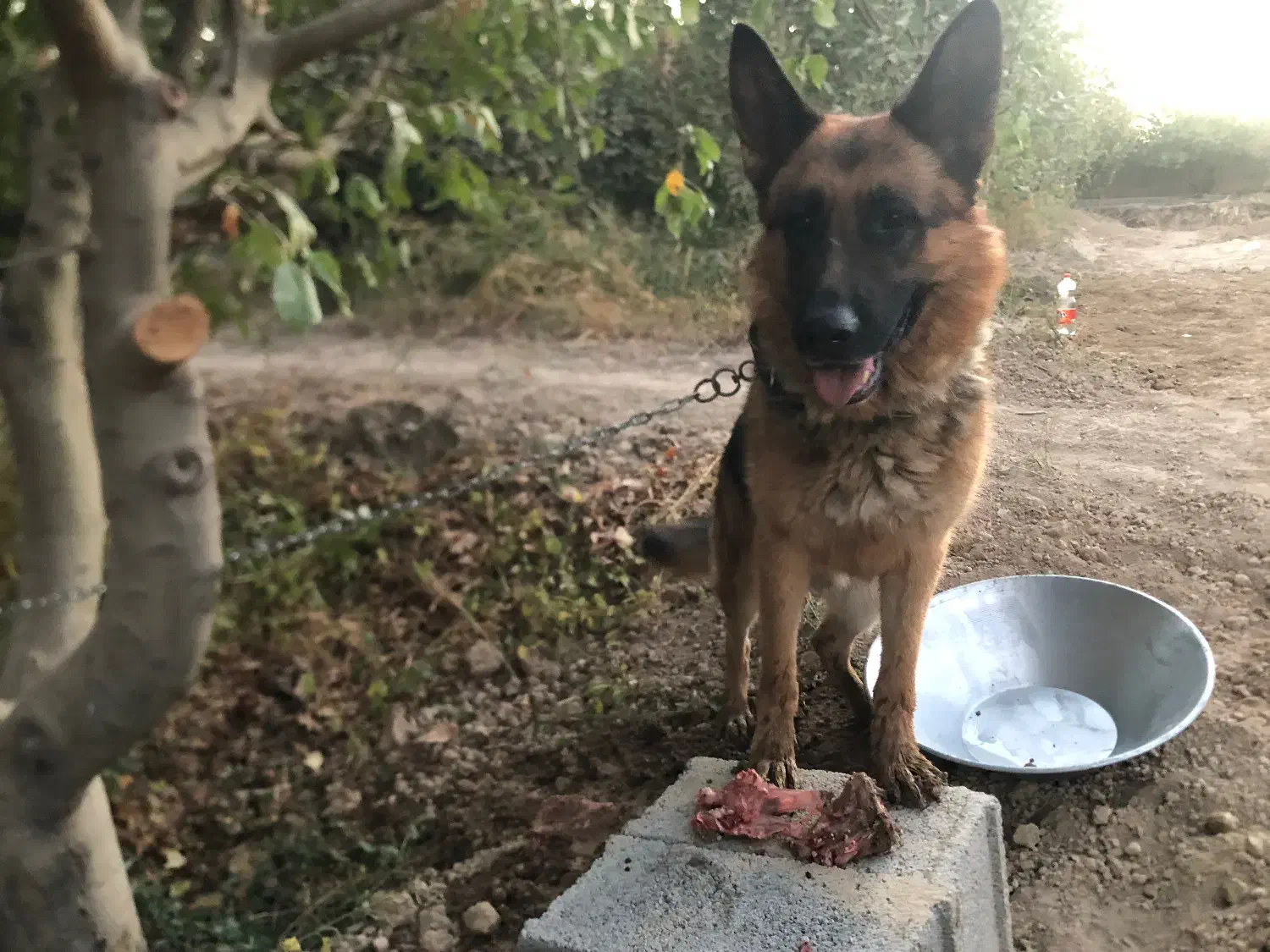 سگ ژرمن اصیل|سگ|وحیدیه, |دیوار