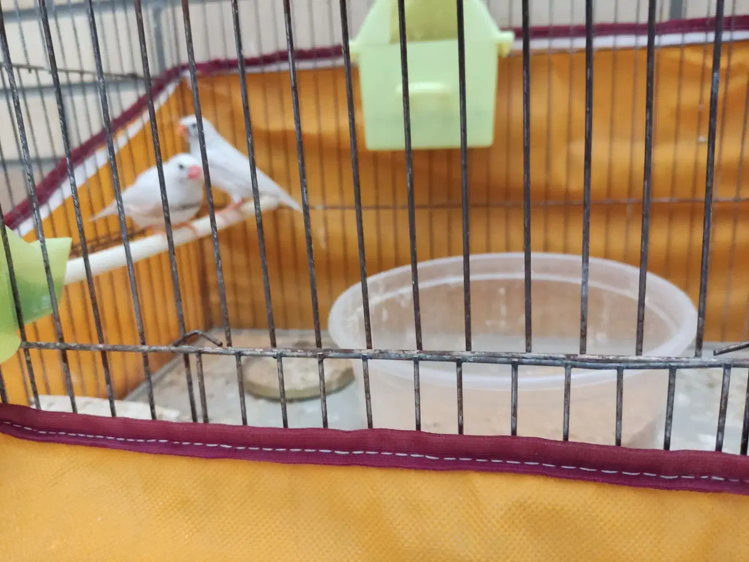 یک جفت فنج و یک جوجه سه ماهه|پرنده|اصفهان, حصه جنوبی|دیوار