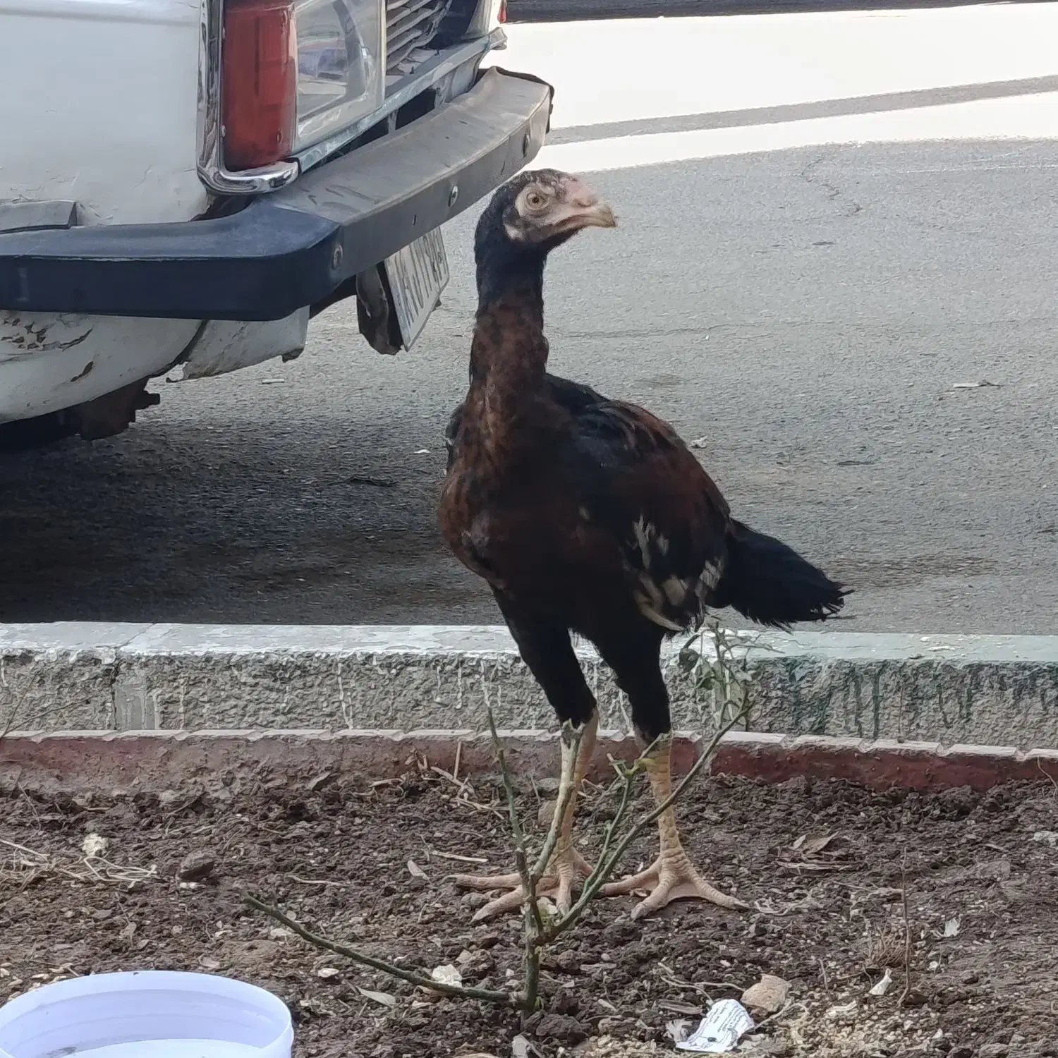 یک عدد خروس لاری دو رگه افغان و اوشامو|حیوانات مزرعه|آفتاب, |دیوار