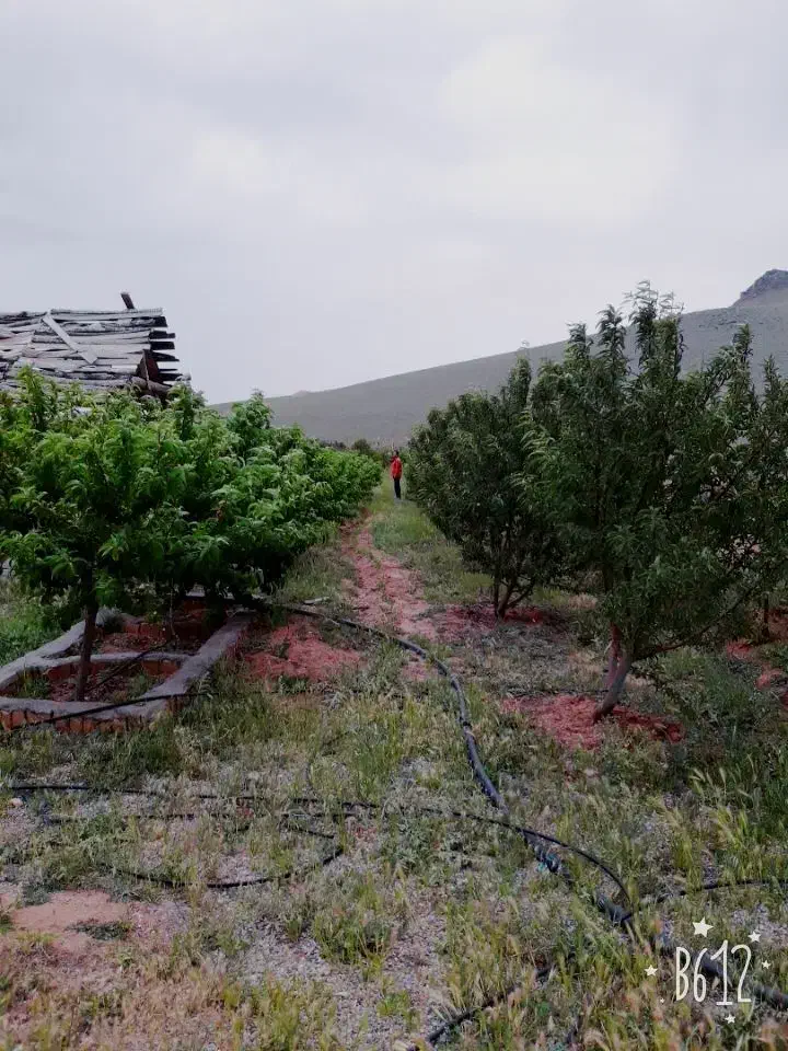 ۱۰۰۰ متر باغ بادوم فرانسوی قازنداقی|فروش دفتر صنعتی، کشاورزی، تجاری|تاکستان, |دیوار