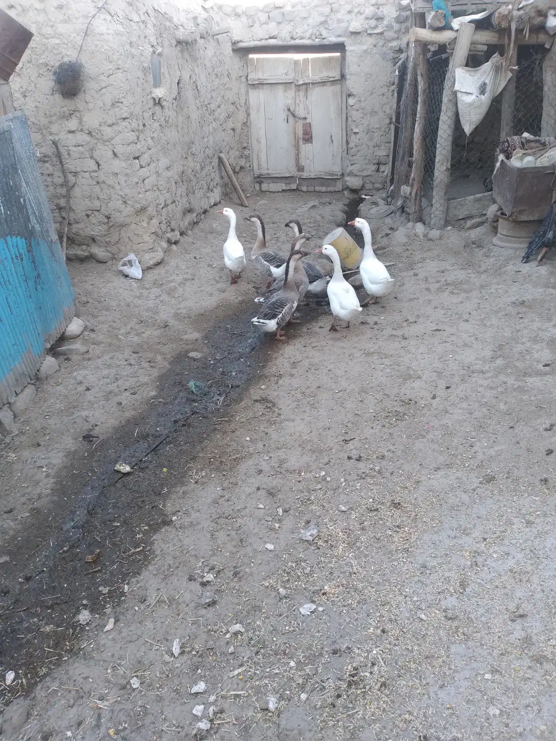 قوغاز|حیوانات مزرعه|تیکمه داش, |دیوار