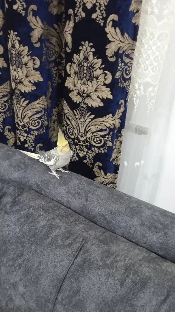 عروس هلندی نر|پرنده|چاف و چمخاله, |دیوار