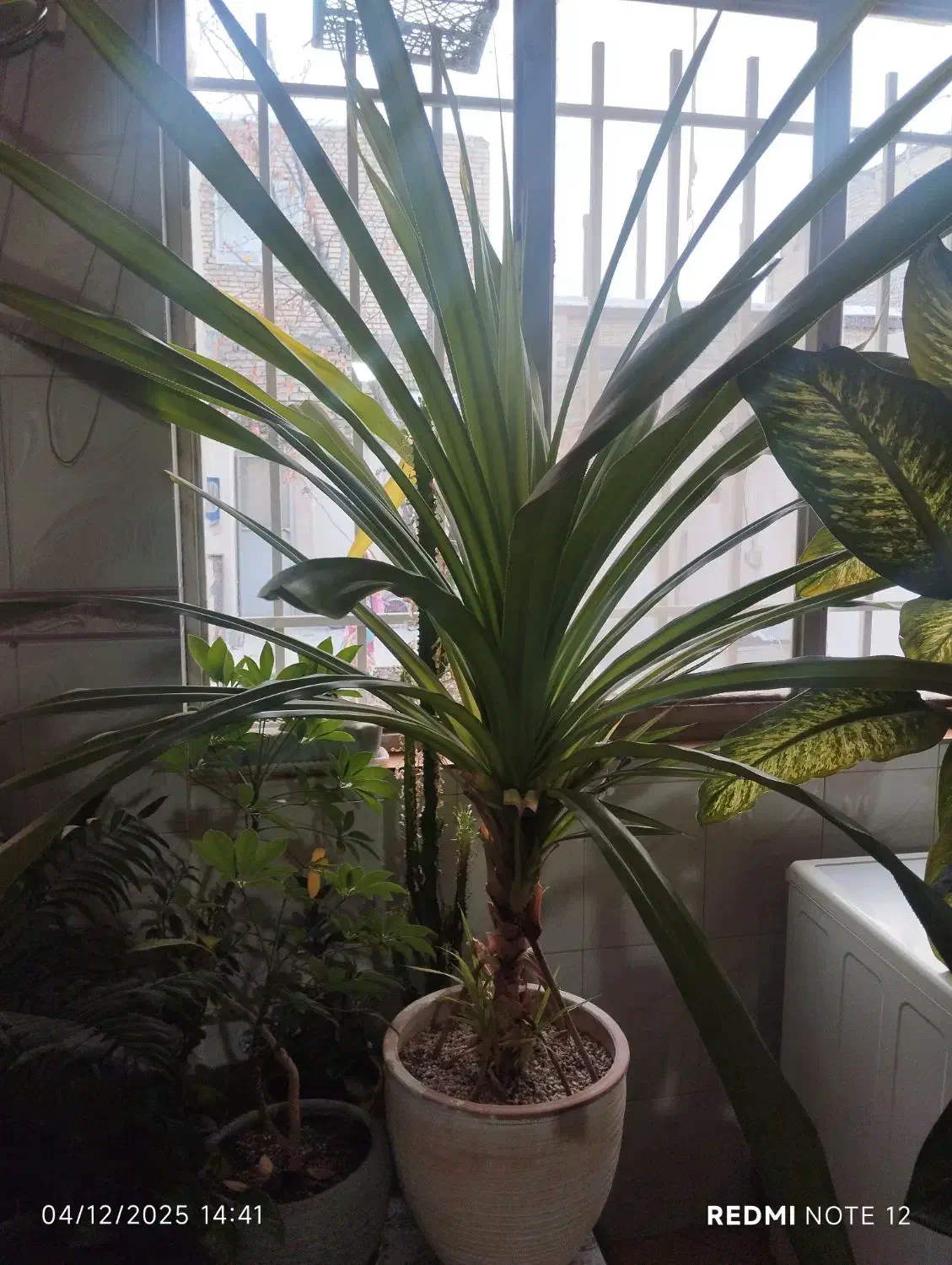 گل پاندانوس|گل و گیاه طبیعی|چناران, |دیوار