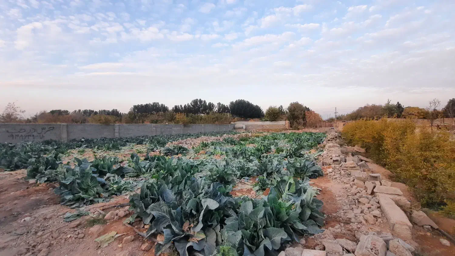 زمین کاشانک|فروش زمین و ملک کلنگی|اسلامشهر, کاشانک|دیوار