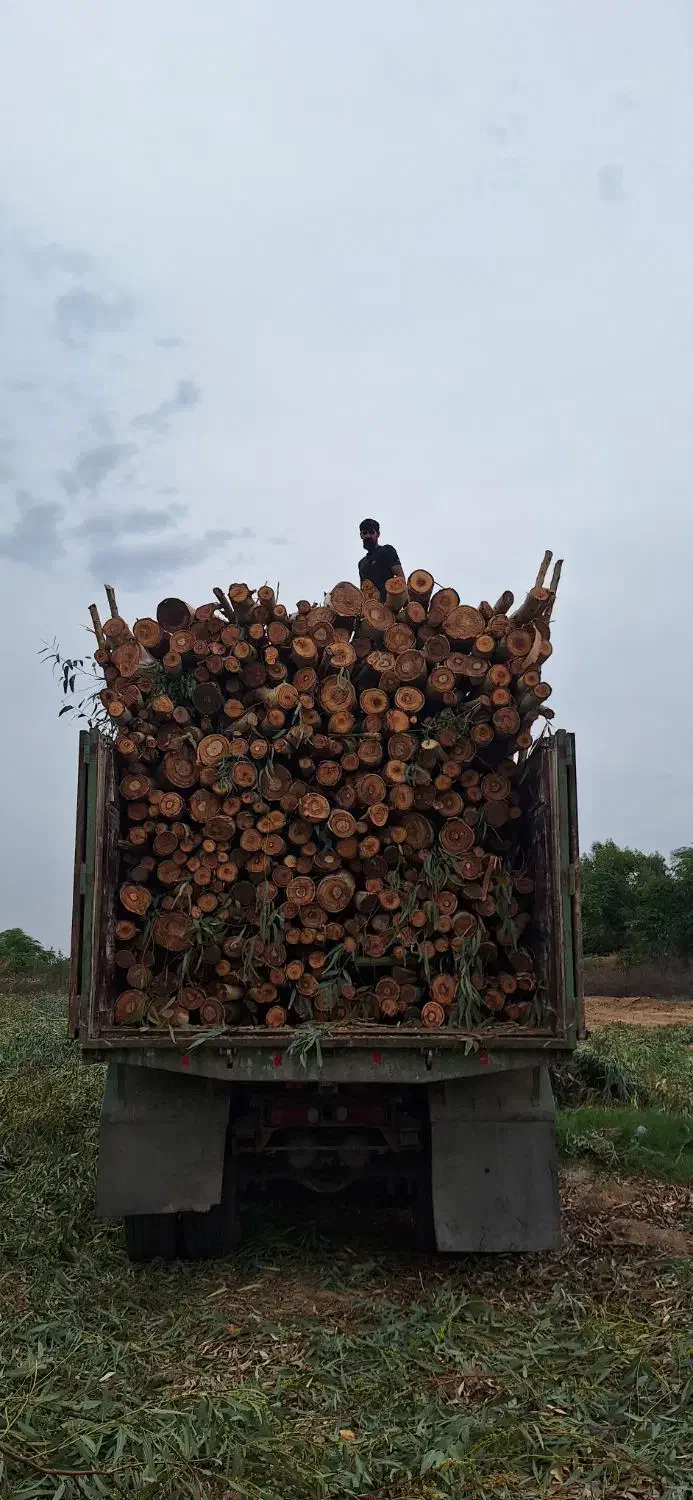 چوب،اره، ویلا باغ|خدمات باغبانی و درختکاری|دزفول, |دیوار