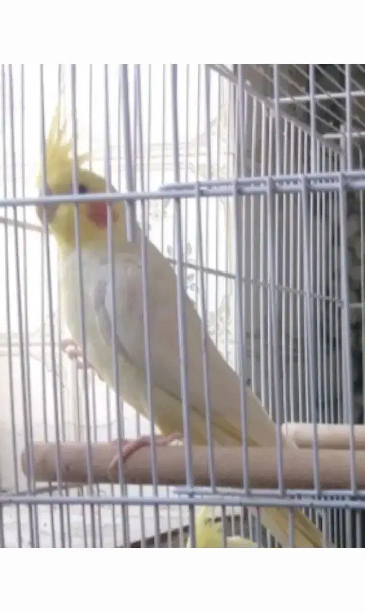 عروس هلندی،طوطی برزیلی،فنج،م با ملنگو و راهب|پرنده|شیراز, شهرک پرواز|دیوار