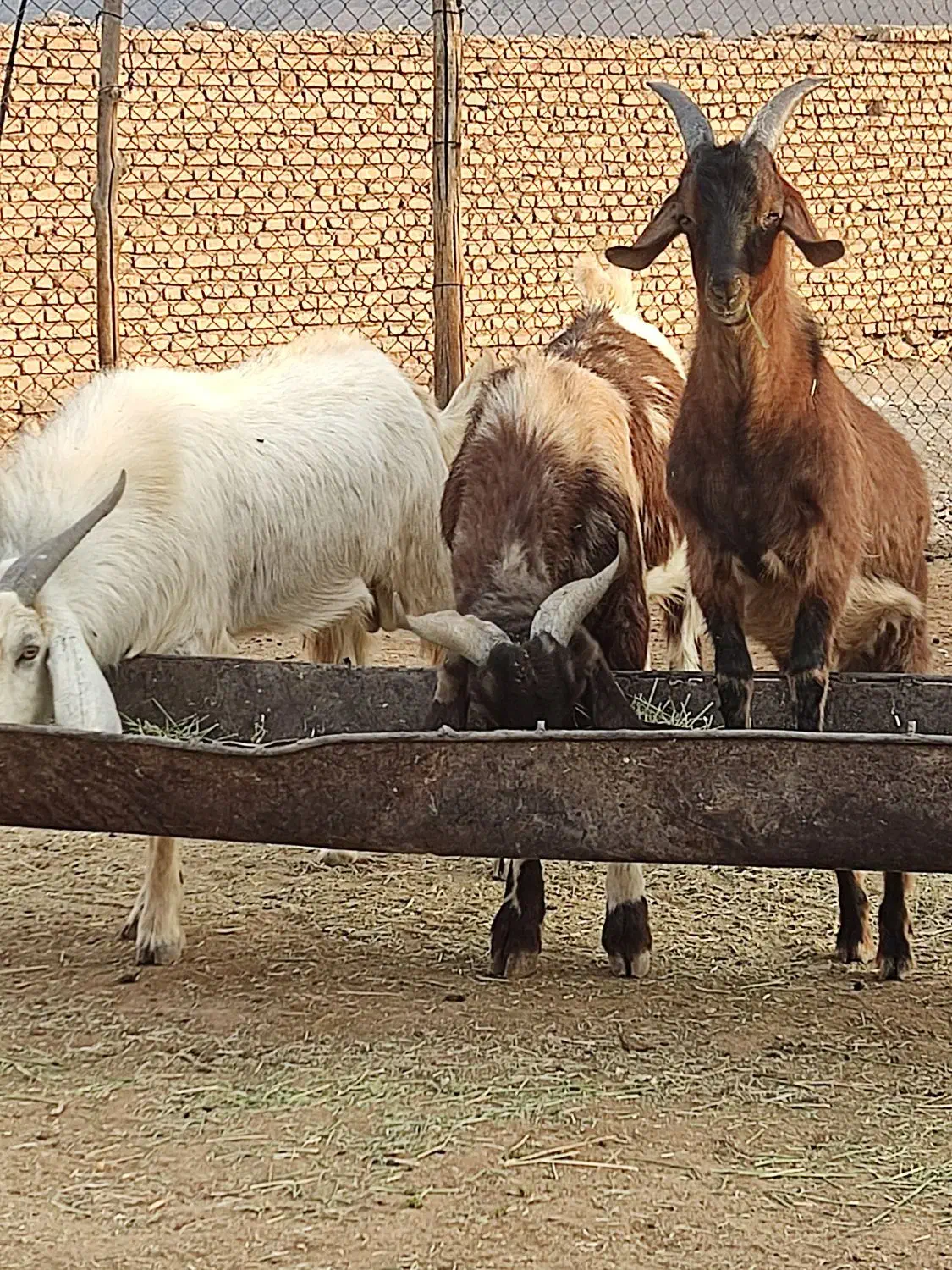 دبر داشتی و کهره نر آلپاین|حیوانات مزرعه|رونیز, |دیوار