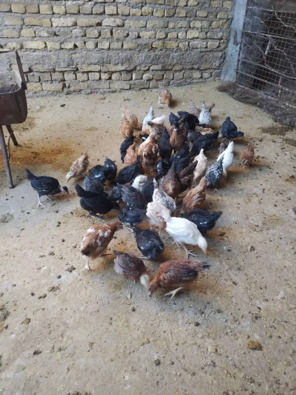 جوجه مرغ واکسن زده سرحال|حیوانات مزرعه|رشتخوار, |دیوار