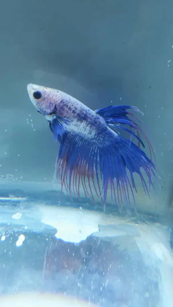 فایتر|ماهی|رشت, امین الضرب|دیوار