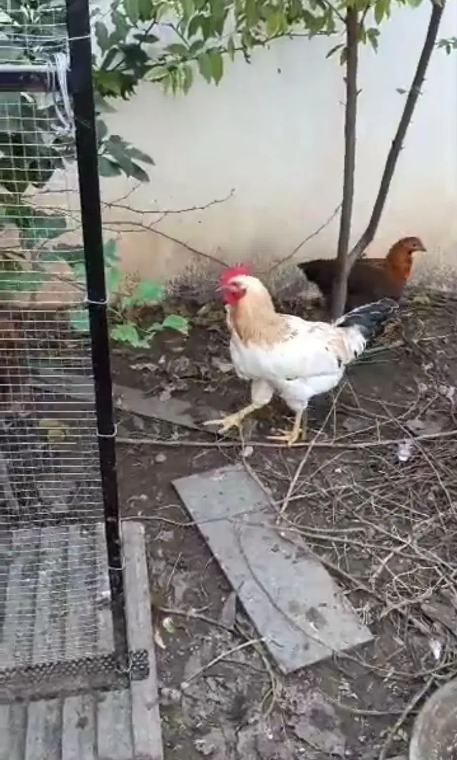 فروش خروس بزرگ و سر حال|حیوانات مزرعه|نوشهر, |دیوار