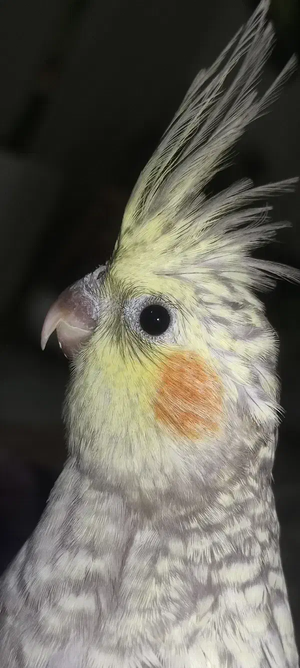 عروس هلندی|پرنده|مشهد, کوشش|دیوار