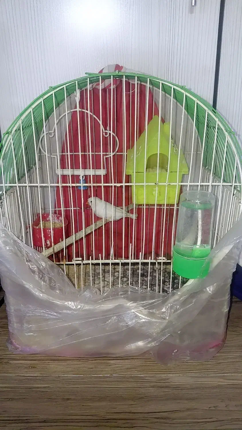 مرغ عشق|پرنده|مشهد, زمرد|دیوار