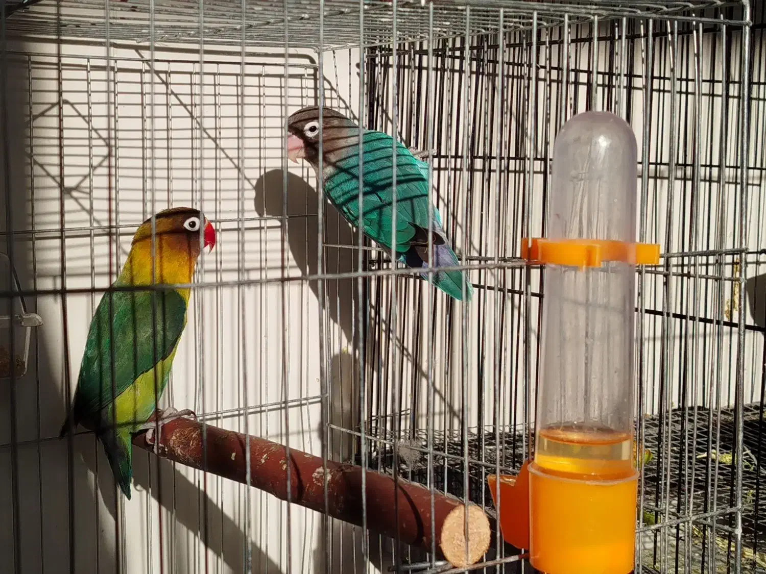 مرغ عشق انگلیسی و طوطی برزیلی|پرنده|سرپل ذهاب, |دیوار