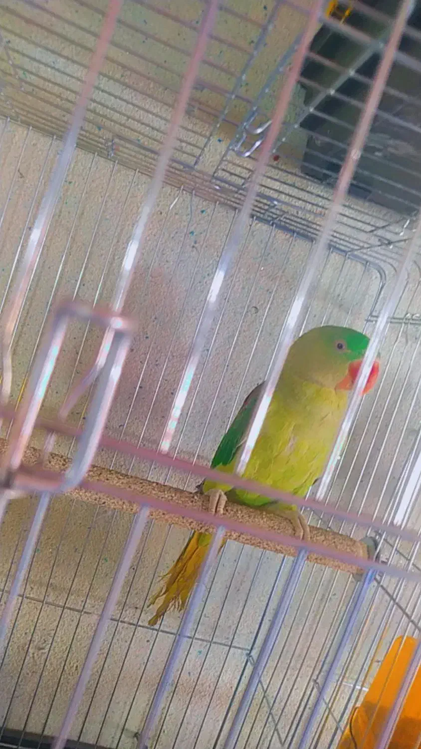 شاه طوطی و ماده ملنگو|پرنده|محمدبار, |دیوار