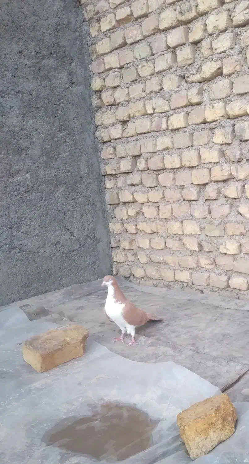 ماده اصفهانی|پرنده|حمیدیا, |دیوار