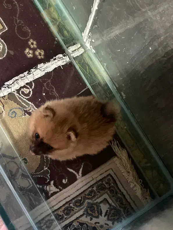 سگ پامر|سگ|بندرعباس, |دیوار