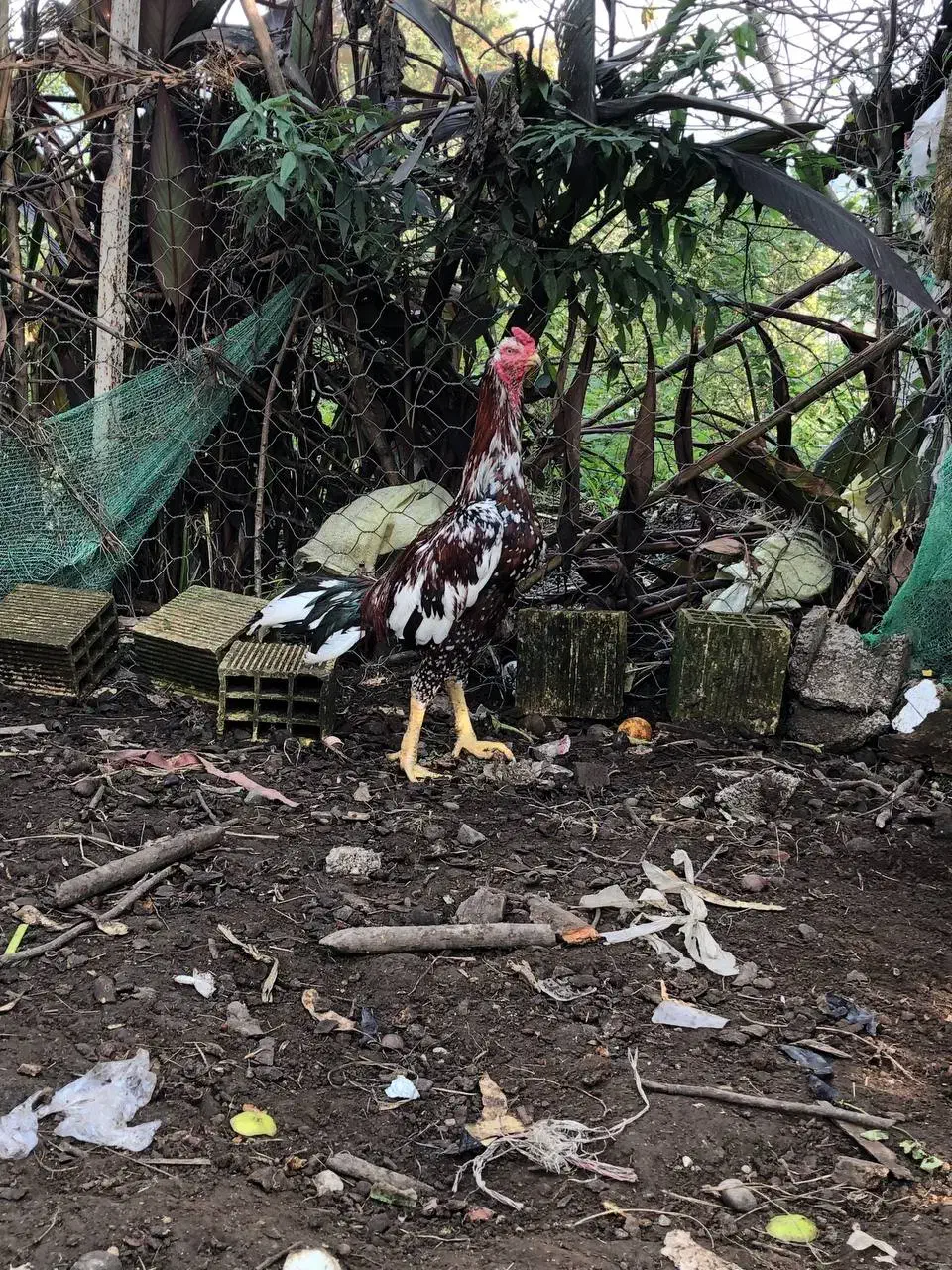 خروس لاری افغان|حیوانات مزرعه|سنگر, |دیوار