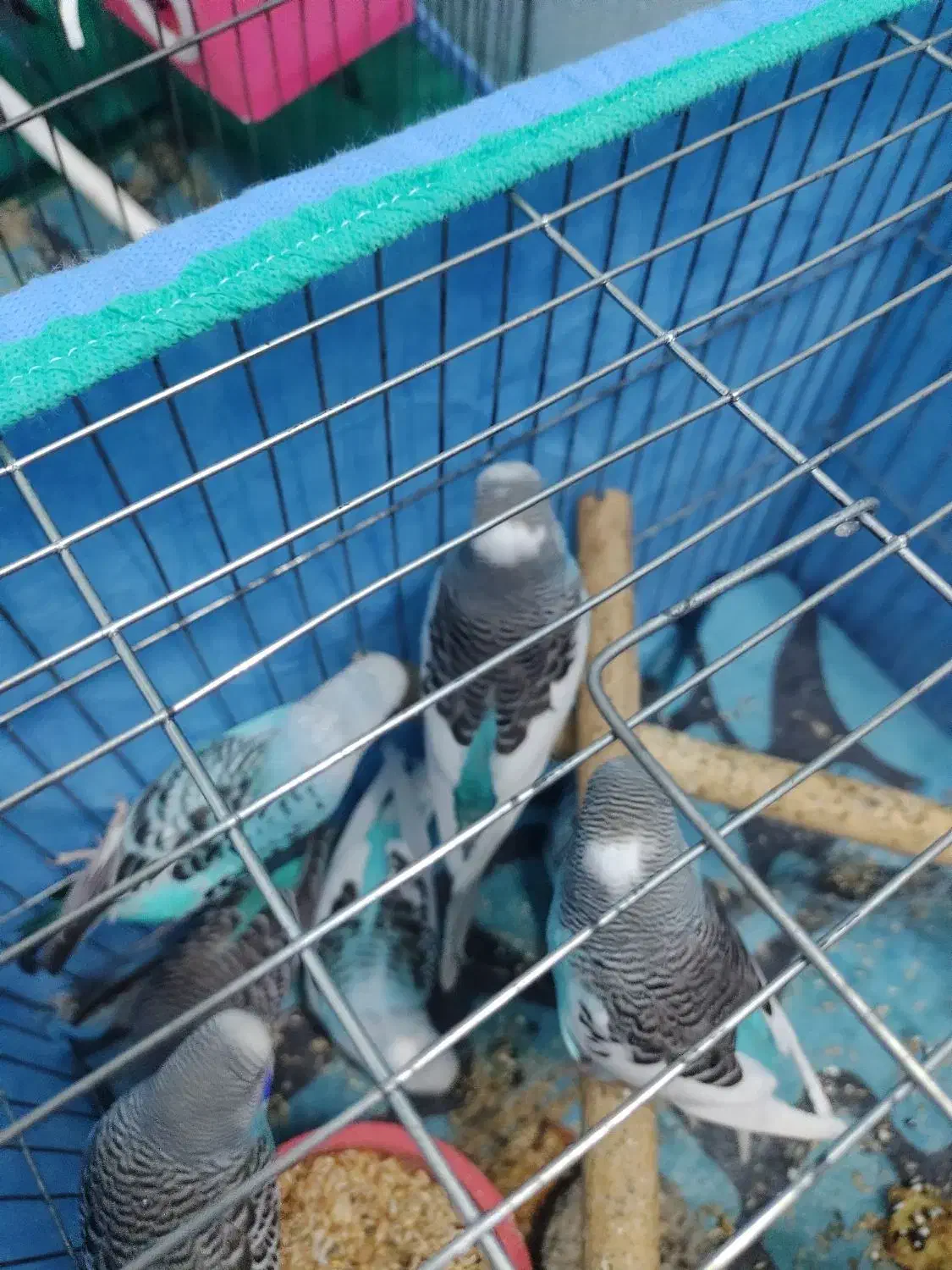 مرغ عشق|پرنده|اردبیل, |دیوار