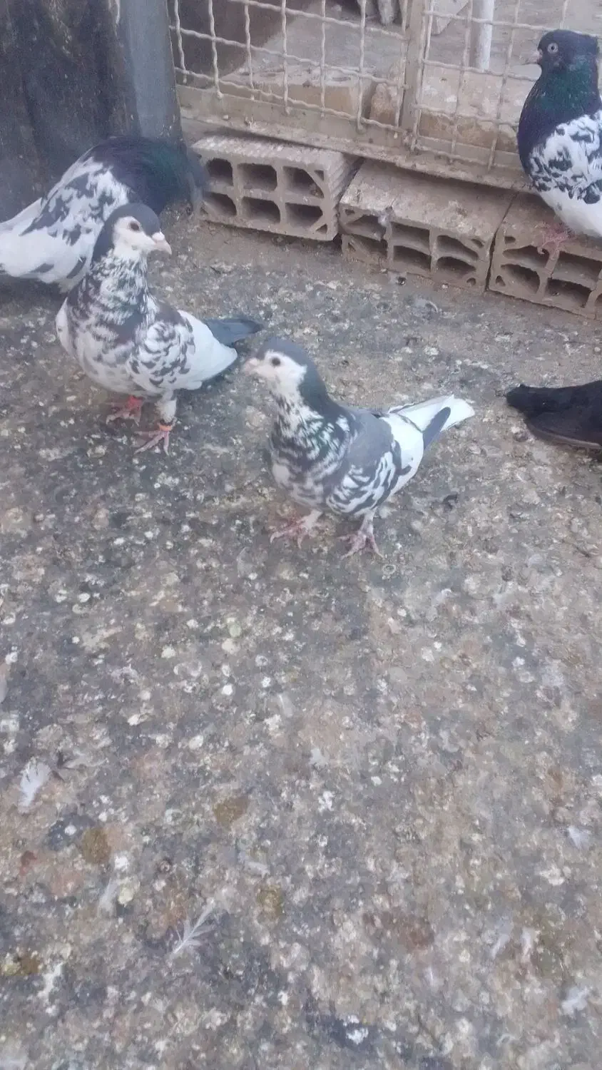 کفتر جفتگاه|پرنده|مشهد, رستگار|دیوار