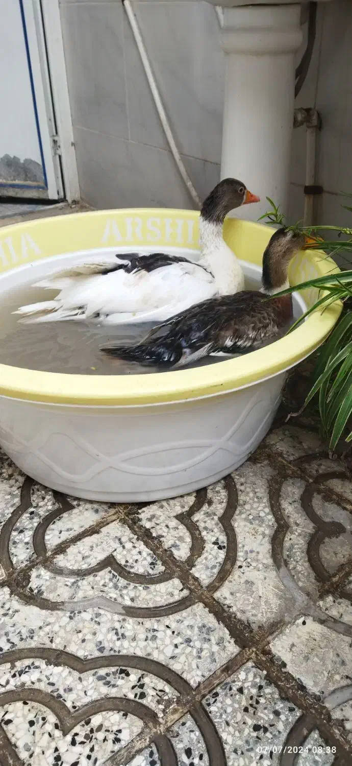 غاز ماده تخم گذار کرچ میشه|حیوانات مزرعه|قرچک, باقرآباد|دیوار