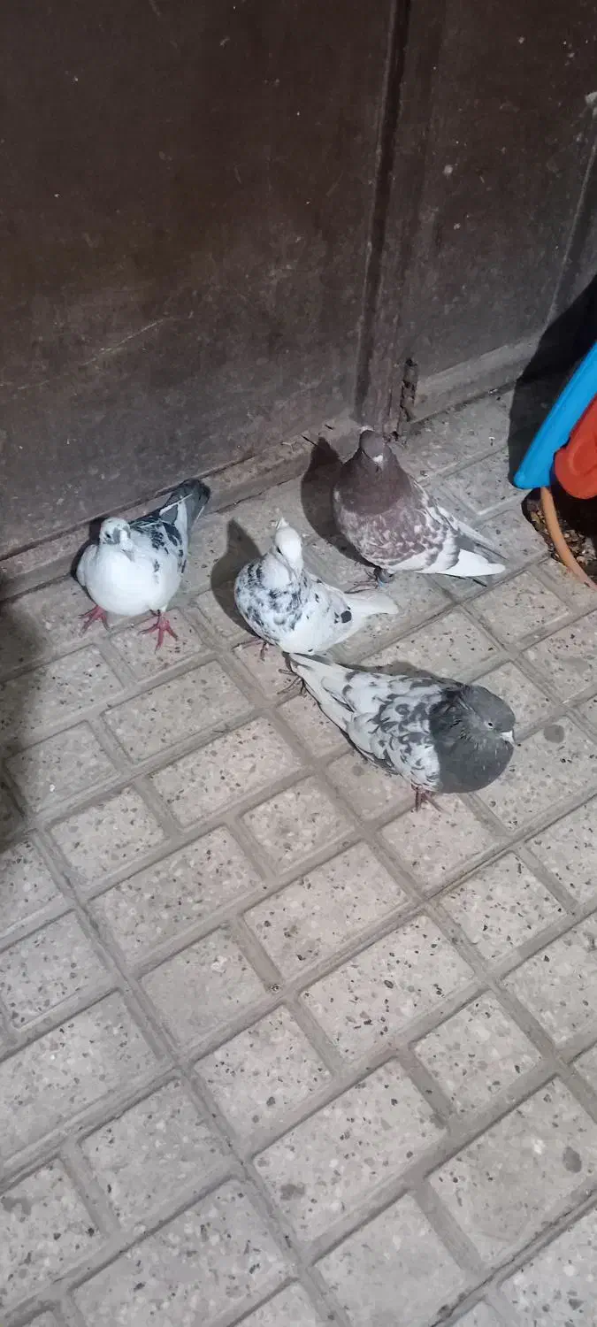 کفتر پرشی|پرنده|مشهد, رده|دیوار