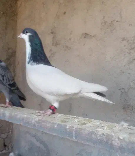 کبوتر رنگی|پرنده|قزوین, |دیوار