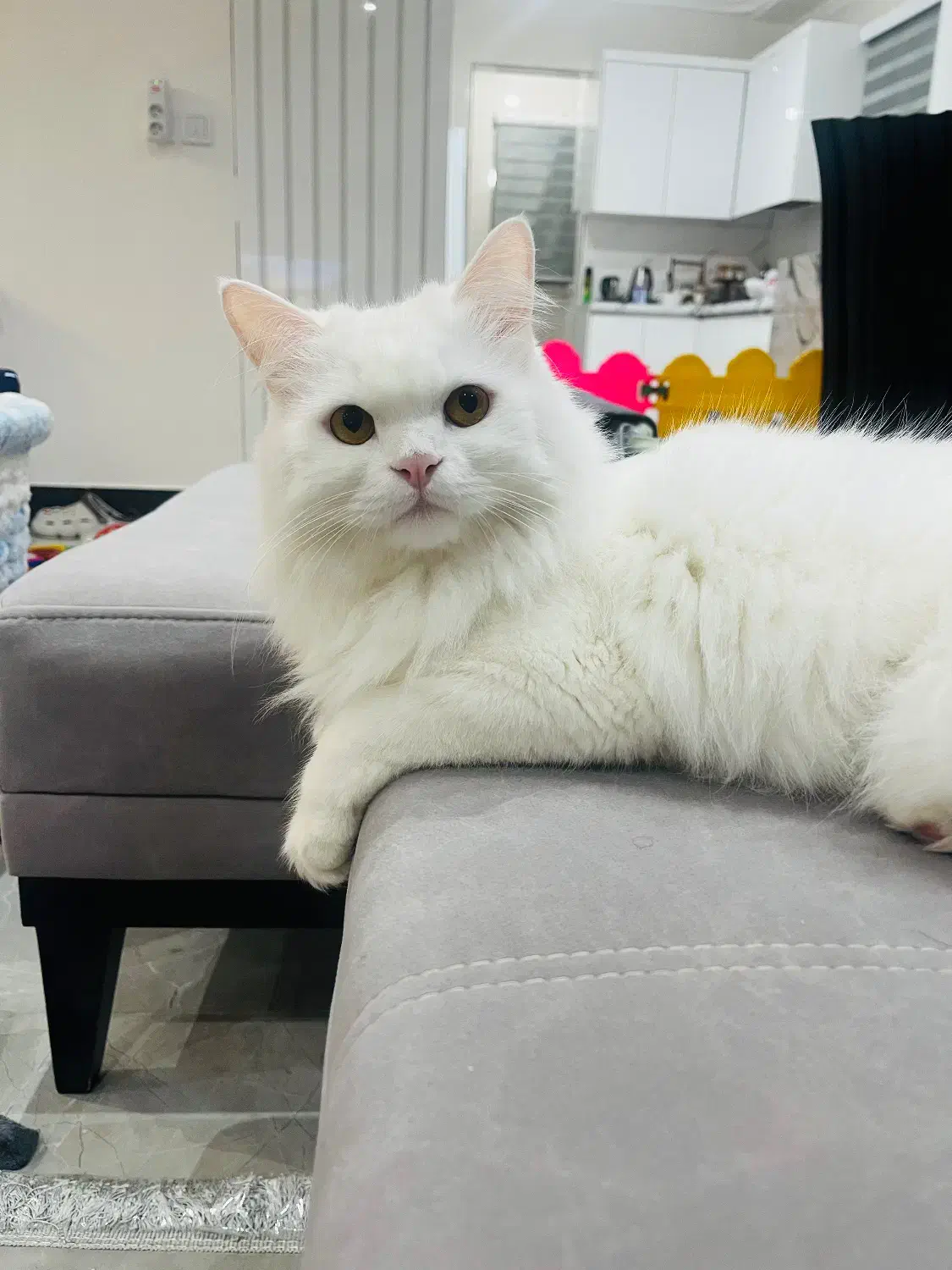 گربه پرشین کلاسیک|گربه|ساری, |دیوار