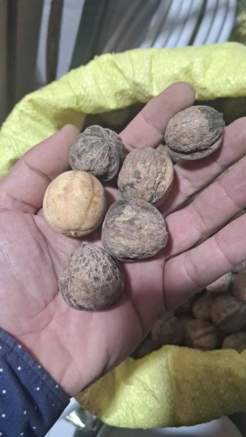 گردوی  کوهستان اورامان|عمده‌فروشی|پاوه, |دیوار