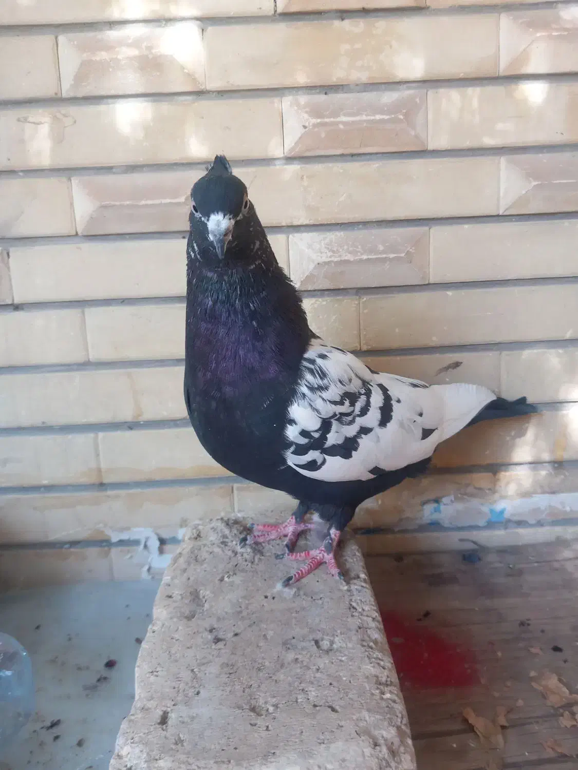 کفتر سینه|پرنده|شیراز, اصلاح‌نژاد|دیوار