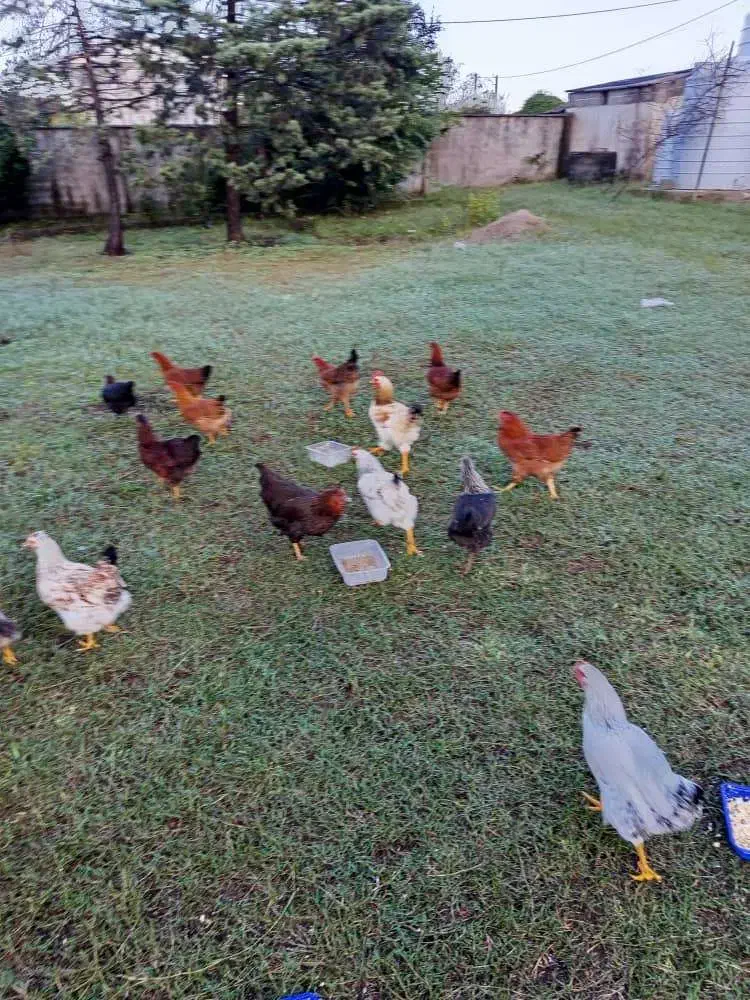 مرغ و خروس|حیوانات مزرعه|رضوانشهر, |دیوار