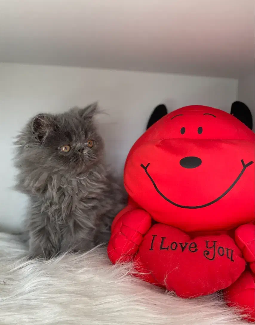 گربه ی پرشین بلو سوپر فلت دختر ۲/۵ ماهه|گربه|تبریز, |دیوار