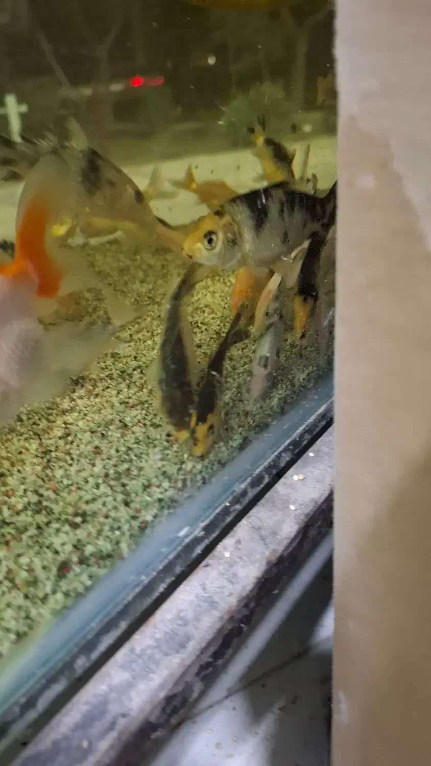 ماهی کوی|ماهی|فردیس, شهرک وحدت|دیوار