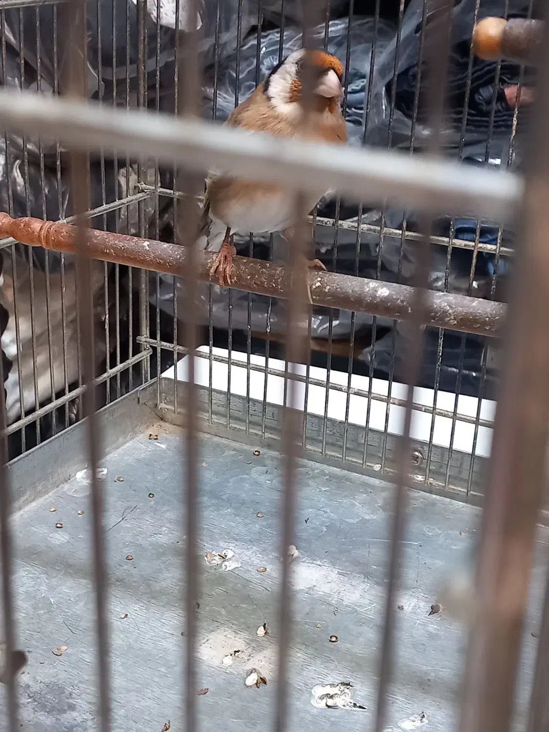 سره دهن لر|پرنده|ری, اقدسیه|دیوار