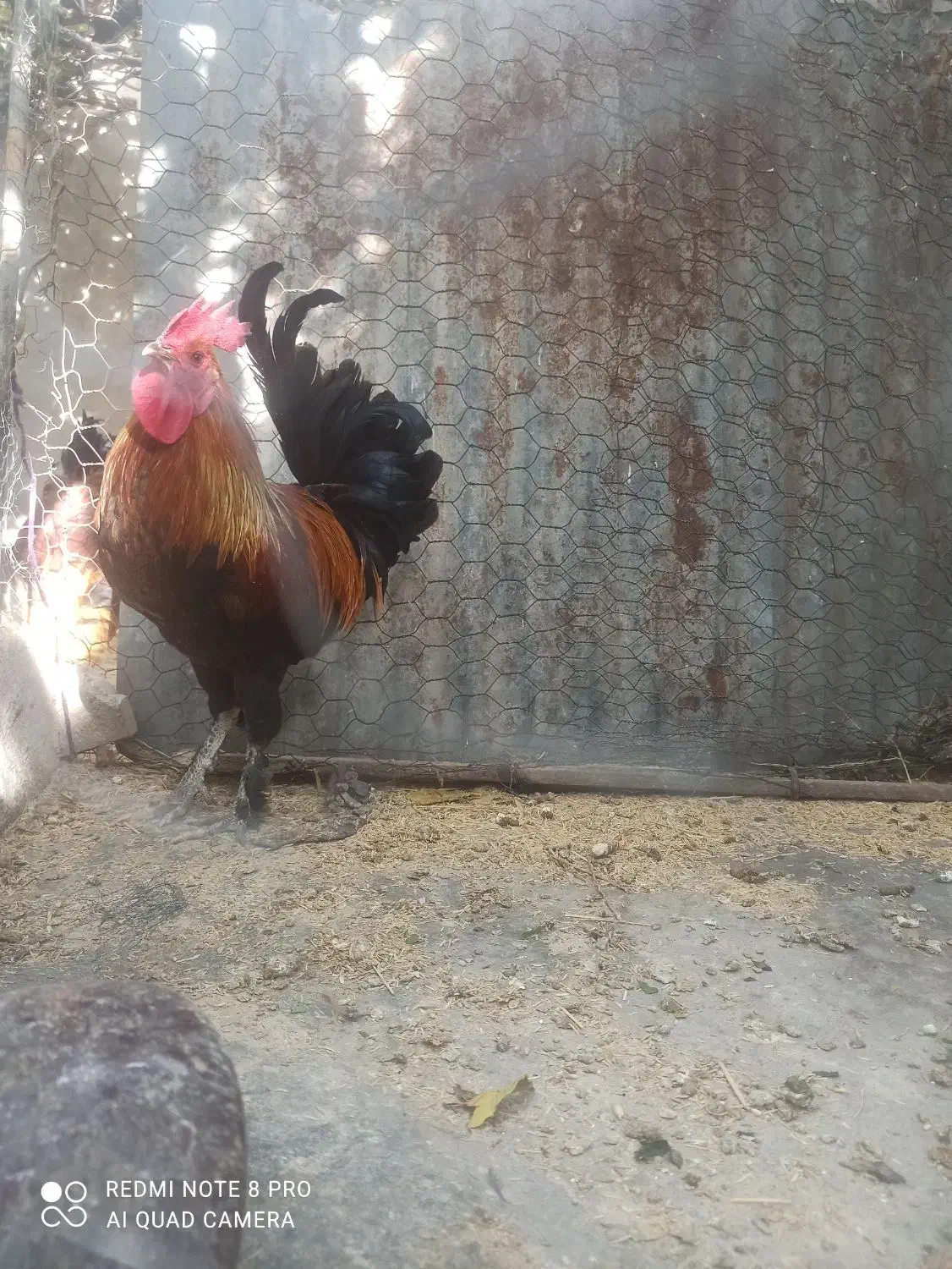 خروس محلی جوان دیلگونی پاپر|حیوانات مزرعه|دهدشت, |دیوار