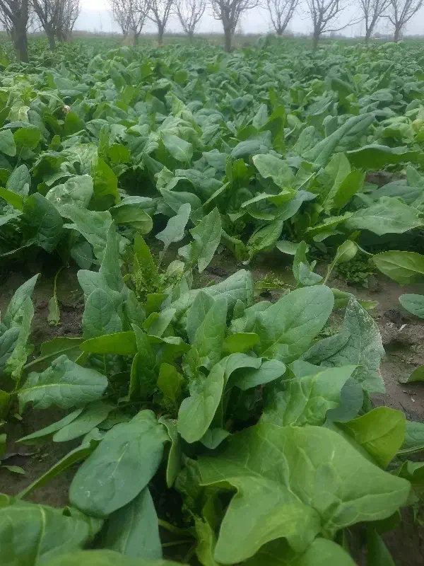 فروش اسفناج|خوردنی و آشامیدنی|تاتار علیا, |دیوار