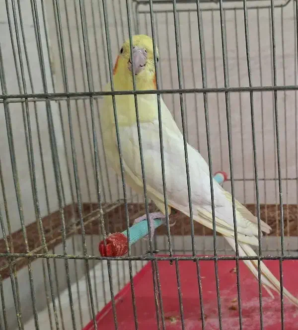 ماده لوتیتو مولد|پرنده|خمینیشهر, |دیوار