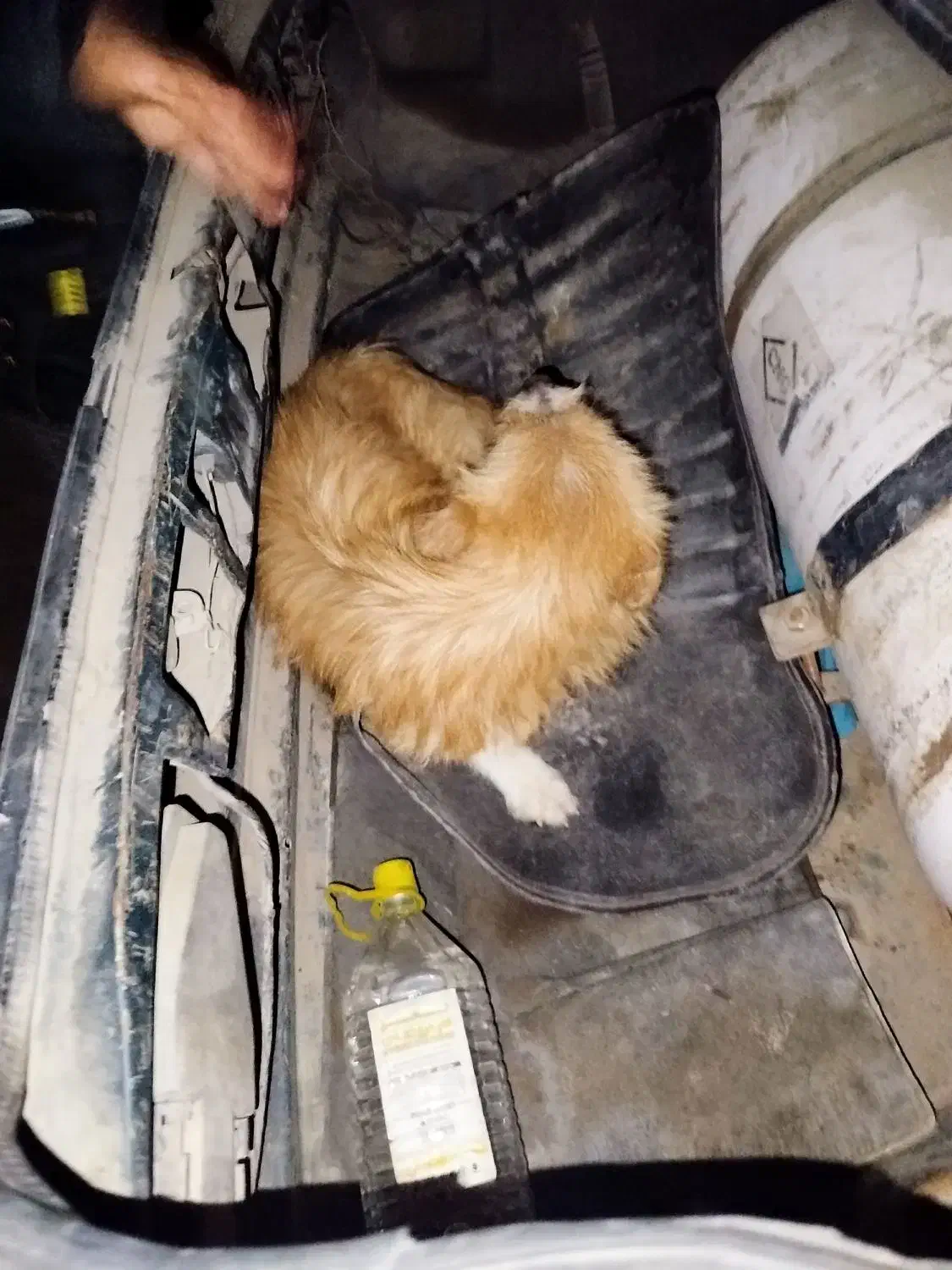 سگ پشمالو|سگ|زرند, |دیوار