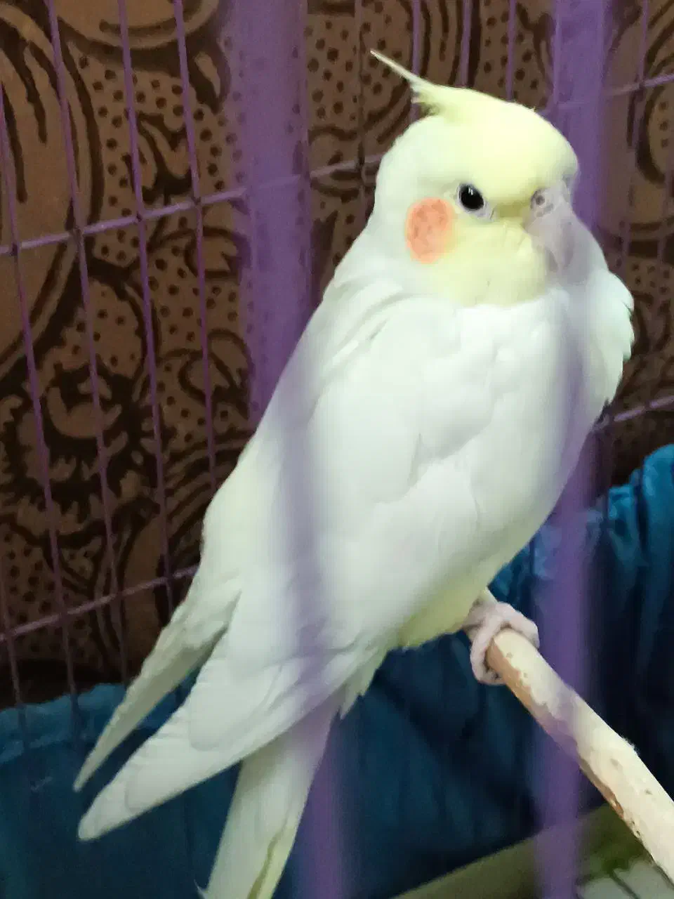 عروس هلندی|پرنده|تهران, انبار نفت|دیوار